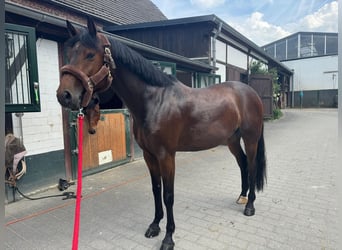 Hannoveraan, Ruin, 6 Jaar, 164 cm, Donkerbruin