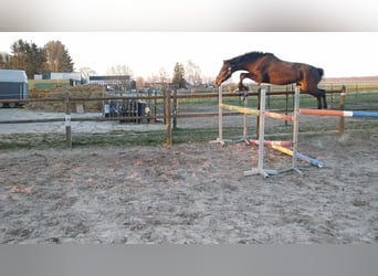 Hannoveraan, Ruin, 6 Jaar, 164 cm, Donkerbruin