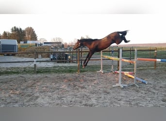 Hannoveraan, Ruin, 6 Jaar, 164 cm, Donkerbruin