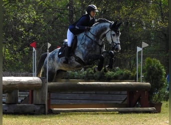 Hannoveraan, Ruin, 6 Jaar, 165 cm, Schimmel