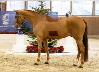 Hannoveraan, Ruin, 6 Jaar, 165 cm, Vos