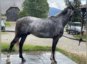 Hannoveraan, Ruin, 6 Jaar, 167 cm, Appelschimmel