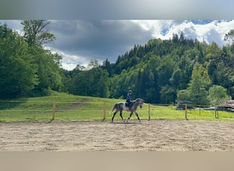 Hannoveraan, Ruin, 6 Jaar, 167 cm, Appelschimmel