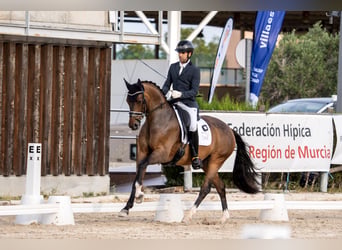 Hannoveraan, Ruin, 6 Jaar, 167 cm, Bruin