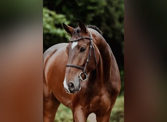 Hannoveraan, Ruin, 6 Jaar, 167 cm, Bruin