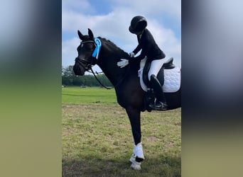 Hannoveraan, Ruin, 6 Jaar, 167 cm, Donkerbruin