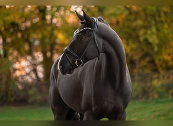 Hannoveraan, Ruin, 6 Jaar, 167 cm, Zwart