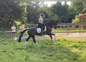 Hannoveraan, Ruin, 6 Jaar, 168 cm, Bruin