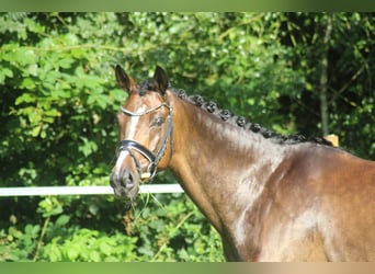 Hannoveraan, Ruin, 6 Jaar, 168 cm, Bruin