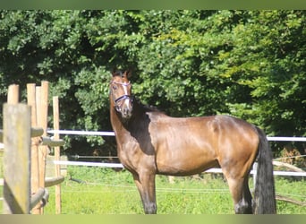Hannoveraan, Ruin, 6 Jaar, 168 cm, Bruin