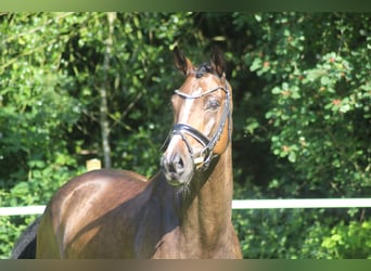 Hannoveraan, Ruin, 6 Jaar, 168 cm, Bruin