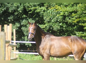 Hannoveraan, Ruin, 6 Jaar, 168 cm, Bruin