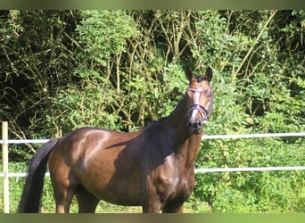 Hannoveraan, Ruin, 6 Jaar, 168 cm, Bruin