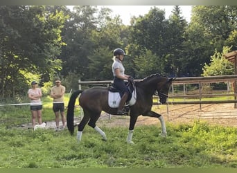 Hannoveraan, Ruin, 6 Jaar, 168 cm, Bruin