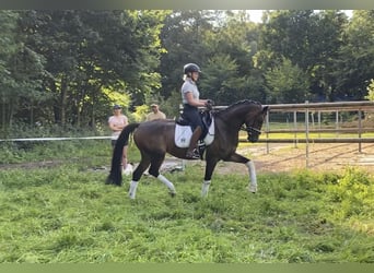 Hannoveraan, Ruin, 6 Jaar, 168 cm, Bruin