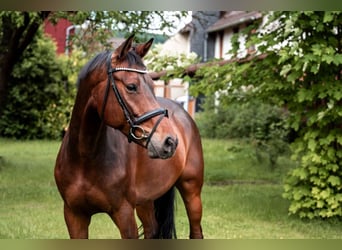 Hannoveraan, Ruin, 6 Jaar, 168 cm, Bruin