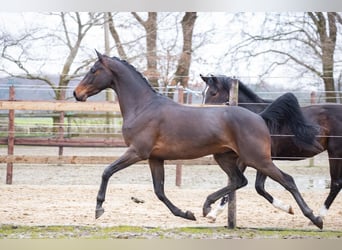 Hannoveraan, Ruin, 6 Jaar, 168 cm, Donkerbruin