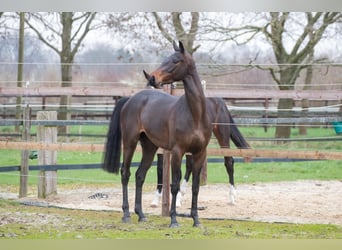 Hannoveraan, Ruin, 6 Jaar, 168 cm, Donkerbruin