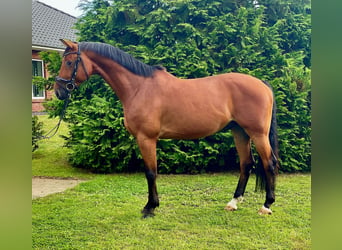 Hannoveraan, Ruin, 6 Jaar, 168 cm, Roodbruin