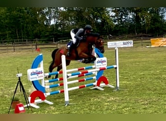 Hannoveraan, Ruin, 6 Jaar, 168 cm, Roodbruin
