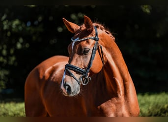 Hannoveraan, Ruin, 6 Jaar, 168 cm, Vos