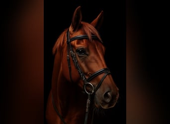 Hannoveraan, Ruin, 6 Jaar, 168 cm, Vos