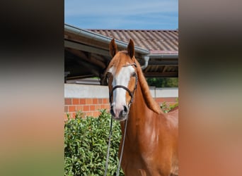 Hannoveraan, Ruin, 6 Jaar, 168 cm, Vos