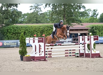 Hannoveraan, Ruin, 6 Jaar, 168 cm, Vos