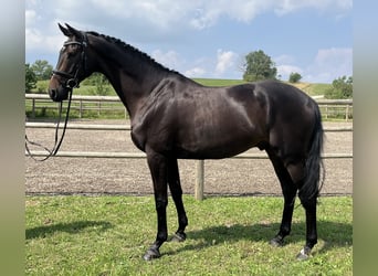 Hannoveraan, Ruin, 6 Jaar, 168 cm, Zwartbruin