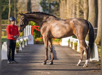 Hannoveraan, Ruin, 6 Jaar, 169 cm, Bruin