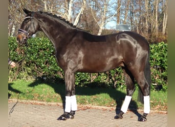 Hannoveraan, Ruin, 6 Jaar, 169 cm, Bruin