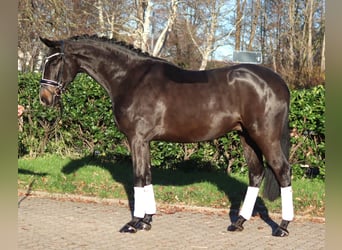 Hannoveraan, Ruin, 6 Jaar, 169 cm, Bruin