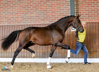 Hannoveraan, Ruin, 6 Jaar, 169 cm, Donkerbruin
