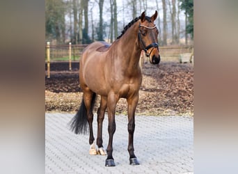 Hannoveraan, Ruin, 6 Jaar, 169 cm, Donkerbruin