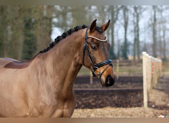 Hannoveraan, Ruin, 6 Jaar, 169 cm, Donkerbruin