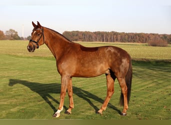 Hannoveraan, Ruin, 6 Jaar, 169 cm, Donkere-vos