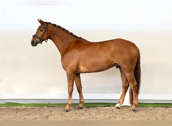 Hannoveraan, Ruin, 6 Jaar, 169 cm, Vos