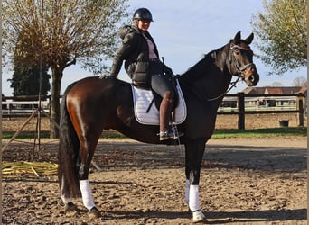 Hannoveraan, Ruin, 6 Jaar, 169 cm, Zwartbruin