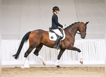 Hannoveraan, Ruin, 6 Jaar, 170 cm, Bruin