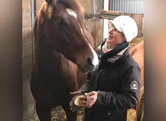 Hannoveraan, Ruin, 6 Jaar, 170 cm, Bruin