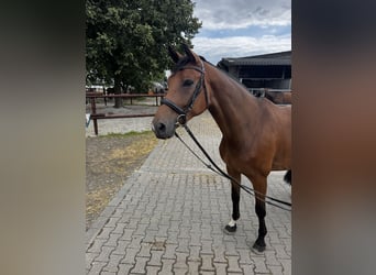Hannoveraan, Ruin, 6 Jaar, 170 cm, Bruin