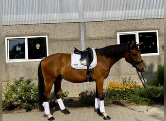 Hannoveraan, Ruin, 6 Jaar, 170 cm, Bruin