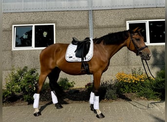 Hannoveraan, Ruin, 6 Jaar, 170 cm, Bruin
