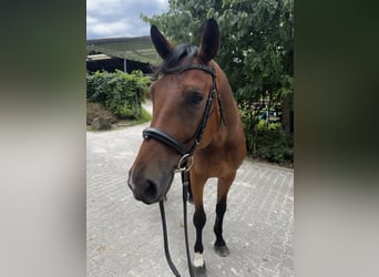 Hannoveraan, Ruin, 6 Jaar, 170 cm, Bruin