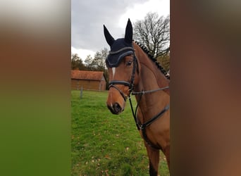 Hannoveraan, Ruin, 6 Jaar, 170 cm, Bruin