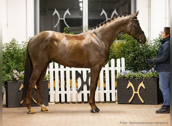 Hannoveraan, Ruin, 6 Jaar, 170 cm, Donkere-vos