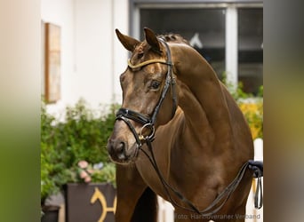 Hannoveraan, Ruin, 6 Jaar, 170 cm, Donkere-vos