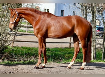 Hannoveraan, Ruin, 6 Jaar, 170 cm, Vos