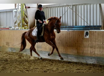 Hannoveraan, Ruin, 6 Jaar, 170 cm, Vos