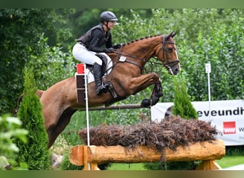 Hannoveraan, Ruin, 6 Jaar, 170 cm, Vos